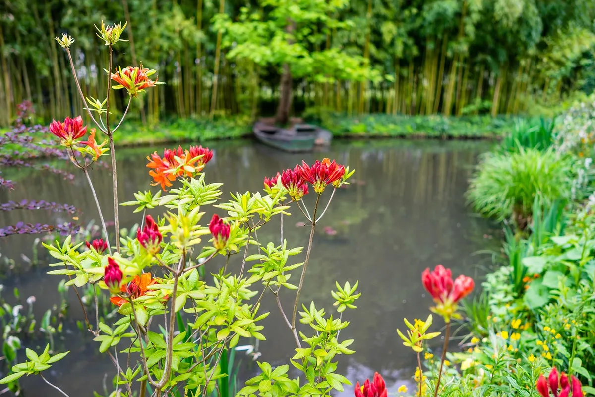 monet, garden, azalea, giverny, flower wallpaper, water, beautiful flowers, pond, france, flower background, nature, flowers, lily, blooming, claude